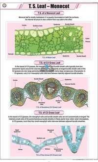 T.S. Leaf Monocot Chart